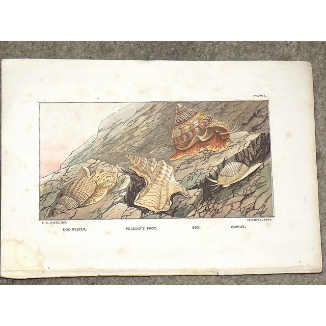 Beige Antique 19th Century Sea Creature Lithographs--Set of 7 For Sale - Image 8 of 9