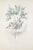 Lithograph on paper. Plate from the Series "Les Fleurs Animées". Single sheet with passepartout. "\.Upon his first arrival...