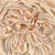 "Whispers of White" is an oil on panel painting by Robin Hextrum, completed in 2026. A single full bloom fills the panel...
