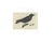 Sepp & Nozeman, Carrion Crow, 1797, Print For Sale - Image 4 of 5