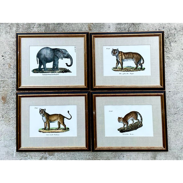 Vintage Framed Animal Illustrations - Set of 4 For Sale - Image 4 of 13