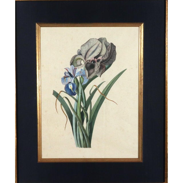 Traditional 18th-Century Framed Watercolor of Mourning Iris and English Iris For Sale - Image 3 of 11