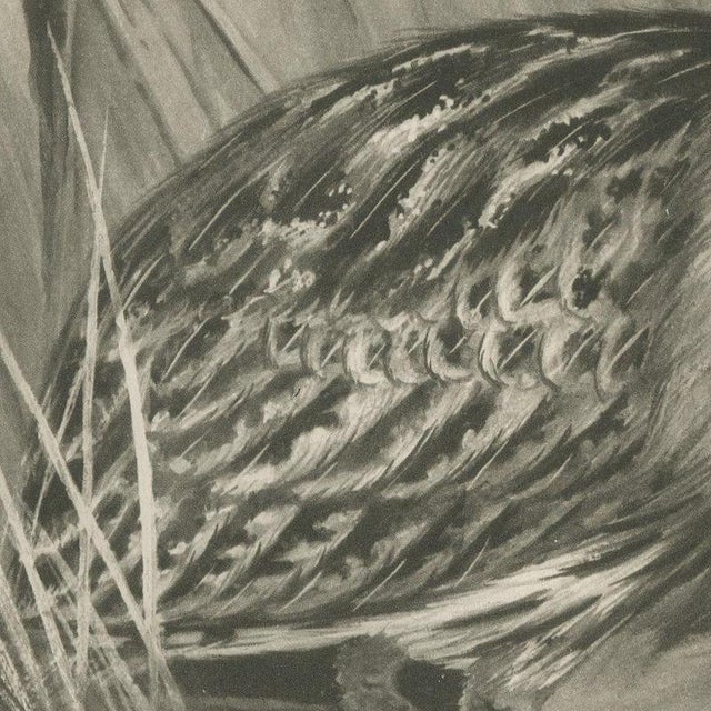 After Lilian Medland, Bittern, 1909, Print For Sale - Image 4 of 9