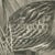 After Lilian Medland, Bittern, 1909, Print For Sale - Image 4 of 9