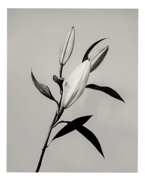 Guy Sargent, The Lily, Archival Pigment Print