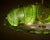 Green Venetian Glass, Impressive Drum Chandelier, Green, Murano, Italy For Sale - Image 8 of 9