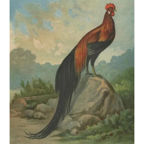 After Förster, The Golden Phoenix Rooster, Lithograph, 1888 For Sale - Image 6 of 10