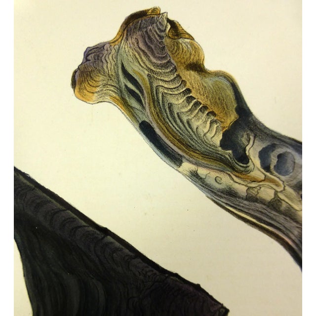 Exquisite antique lithograph of the Malleus mollusk shell, printed by the Reeve Brothers, 1878. Original hand-color....