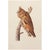 Long-Eared Owl After John J. Audubon, 1966 Cottage Print For Sale - Image 10 of 10