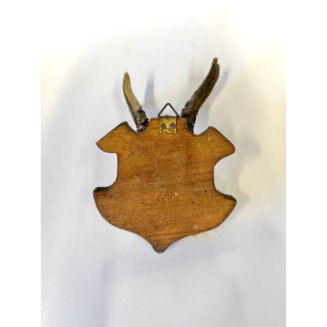 Vintage German Roe Deer Antlers For Sale - Image 4 of 4