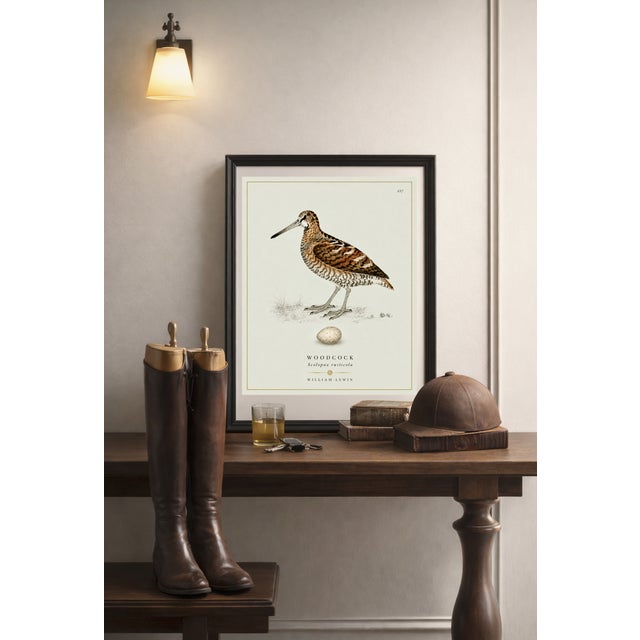William Lewin 1789 Waterbirds Fine Art Gallery Board Print - The Woodcock For Sale In San Antonio - Image 6 of 12