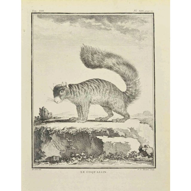 Le Coquallin is an etching realized by Pierre Francois Tardieut in 1771. The artwork Belongs to the suite "Natural,...