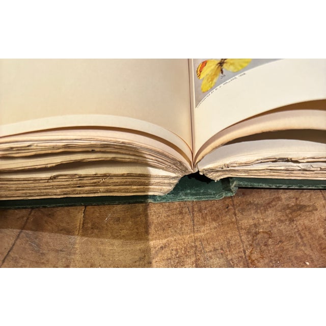 Early 1900s W..j. Holland Butterfly & Moth Books - Illustrated Natural History Volumes, GreenColth Set of 2 For Sale - Image 4 of 7