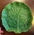 Early 20th Century Antique Portuguese Majolica Pottery Green Cabbage or Lettuce Leaf Serving Dish For Sale - Image 5 of 15