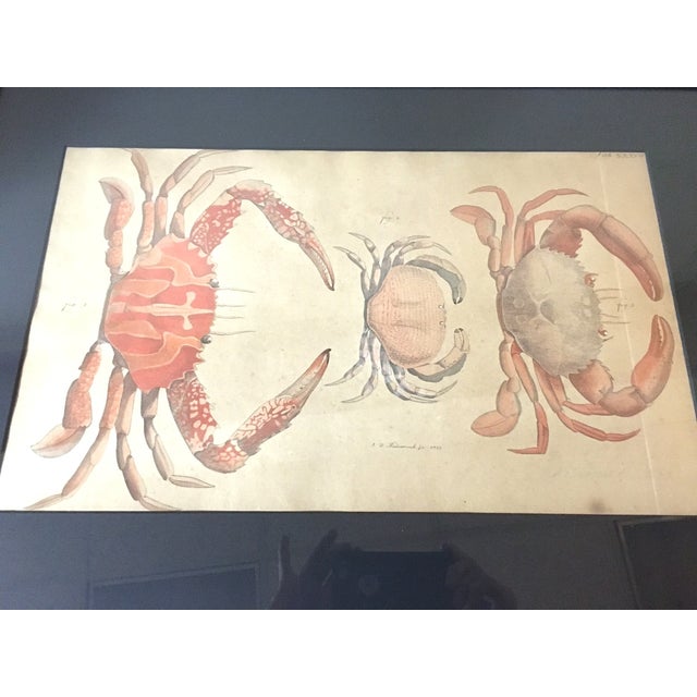 Late 18th Century Group of Four Crustaceans Studies 1793 by f.d. Heidenreich For Sale - Image 5 of 18