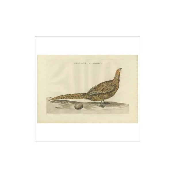 Sepp & Nozeman, Common Pheasant, 1789, Paper For Sale - Image 3 of 5