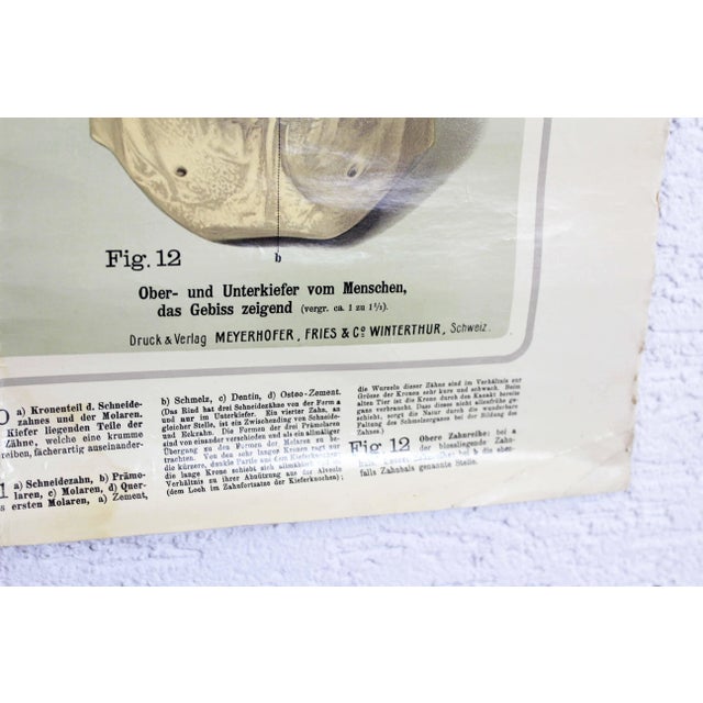 1950s Pfleget die Zähne Vintage Print For Sale - Image 5 of 13