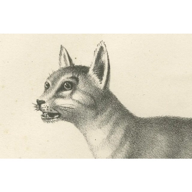 19th-century lithograph of the african and european wild cats in natural poses --- this beautifully detailed 19th-century...