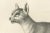 19th-century lithograph of the african and european wild cats in natural poses --- this beautifully detailed 19th-century...