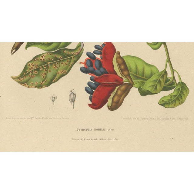 Berthe Hoola van Nooten, Chinese Sterculia, 1880, Chromolithograph For Sale - Image 6 of 9