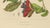 Berthe Hoola van Nooten, Chinese Sterculia, 1880, Chromolithograph For Sale - Image 6 of 9