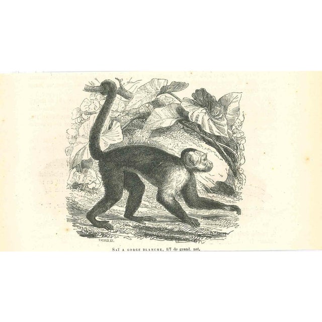 The Monkey is an original lithograph on ivory-colored paper, realized by Paul Gervais (1816-1879). The artwork is from The...