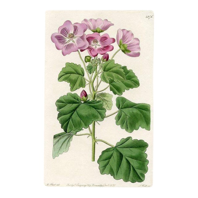 1830, Palavia Botanical Print, the Botanical Register, Original Antique Botanical Print, Engraving, Hand Colored, England For Sale