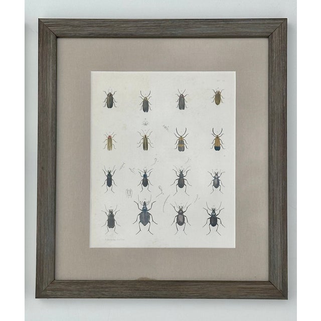 American Set of 2 Insect Original Prints, 1852, Custom Framed For Sale - Image 3 of 6