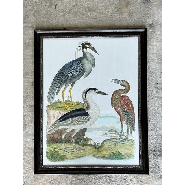 Cream Vintage Audubon Print of Three Birds For Sale - Image 8 of 12
