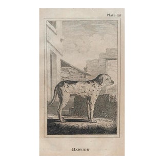 18th Century Harrier Dog Engraving For Sale