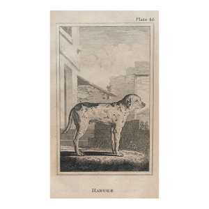 18th Century Harrier Dog Engraving