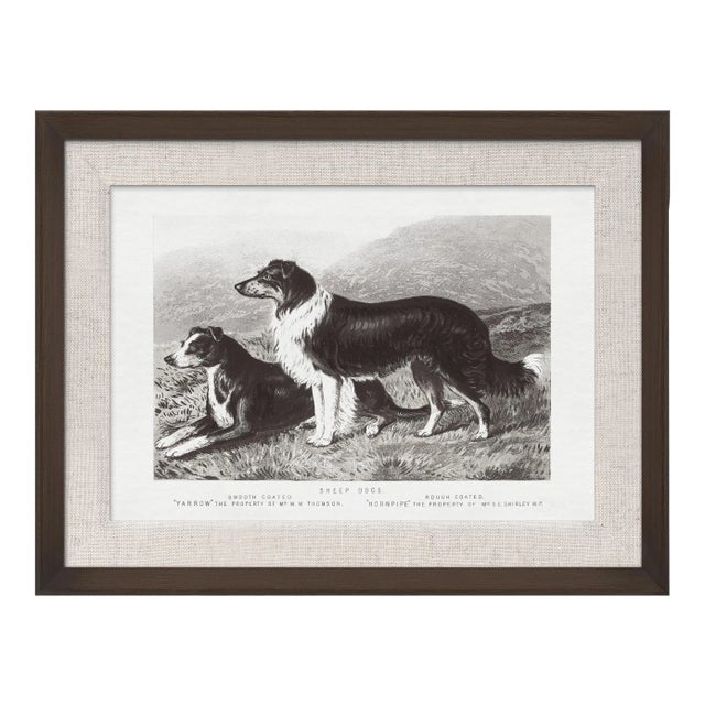 Cassell Dogs; Sheep Dogs, Framed Artwork For Sale