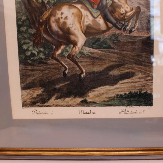 “Pallotade,” Large Equestrian (Dressage) Engraving by J. E. Ridinger For Sale - Image 9 of 11