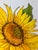 One professional Giclee print of my original Watercolor painting of a sunflower growing on my flower farm. Approximately 9...