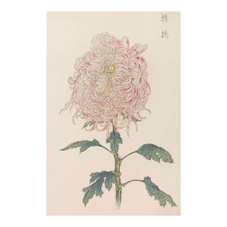 Pink Chrysanthemum, Vintage Japanese Botanical Art Print, 40" X 60" For Sale