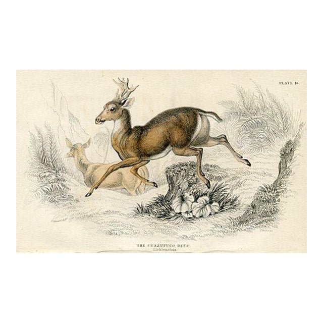 1840s, Deer Print, Original Antique Mammal Engraving, Hand Colored, England For Sale