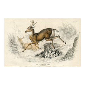 1840s, Deer Print, Original Antique Mammal Engraving, Hand Colored, England