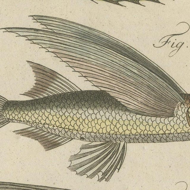Bertuch, Flying Fish with a Flying Gurnard, 1805, Print For Sale - Image 6 of 12
