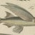 Bertuch, Flying Fish with a Flying Gurnard, 1805, Print For Sale - Image 6 of 12