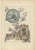 Decorative Flora, 1896, Paper For Sale