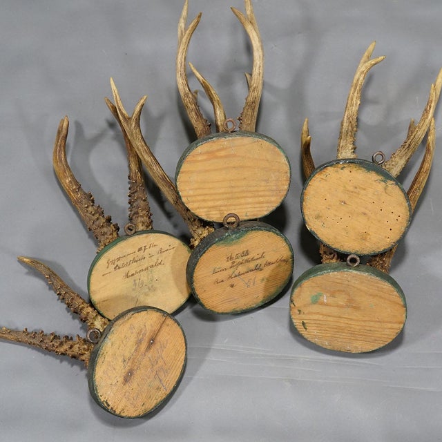 Six Antique Black Forest Deer Trophies on Wooden Plaques Germany 1880s For Sale - Image 6 of 8