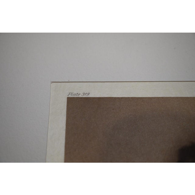 Paper Edward S. Curtis "Snoqualmu Type" Photogravure on Gampi Tissue, 1913 — Cardozo Collection For Sale - Image 7 of 7