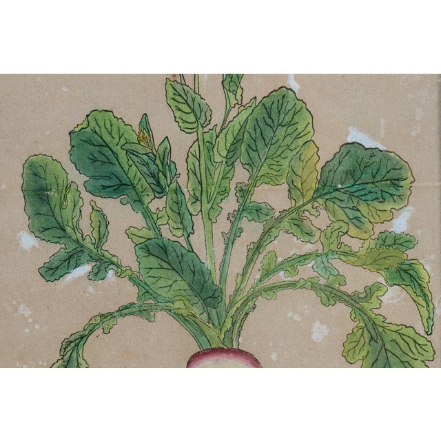 Antique Trio of Framed Double-Print Renaissance Botanical Wall Art For Sale - Image 12 of 18