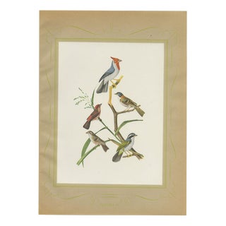 Brazilian Bird Print with Cardinals and Finches by Descourtilz, 1944 For Sale
