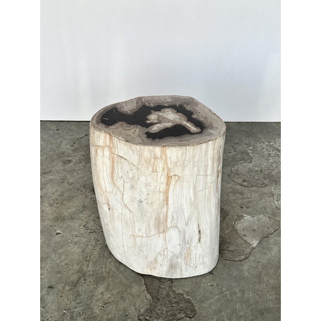Side Table in Petrified Wood For Sale - Image 10 of 18
