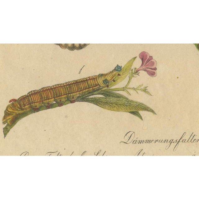 Paper Brodtmann, Deaths-Head Hawkmoth and Caterpillars, 1816, Lithograph For Sale - Image 7 of 9