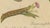 Paper Brodtmann, Deaths-Head Hawkmoth and Caterpillars, 1816, Lithograph For Sale - Image 7 of 9