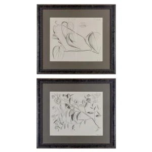 Hendrik Van Rheede Botanical Engravings, 17th Century - a Pair