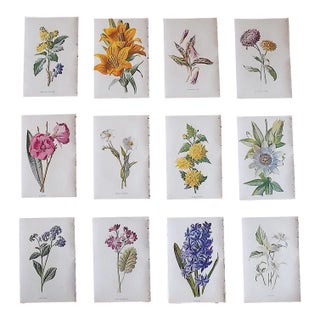 Antique 19th Century Edward Hulme Botanical "Garden Flowers" Lithographs - Set of 12 - Super Price! For Sale
