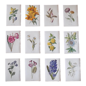 Antique 19th Century Edward Hulme Botanical "Garden Flowers" Lithographs - Set of 12 - Super Price!
